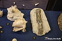 VBS_9087 - Museo Paleontologico - Asti